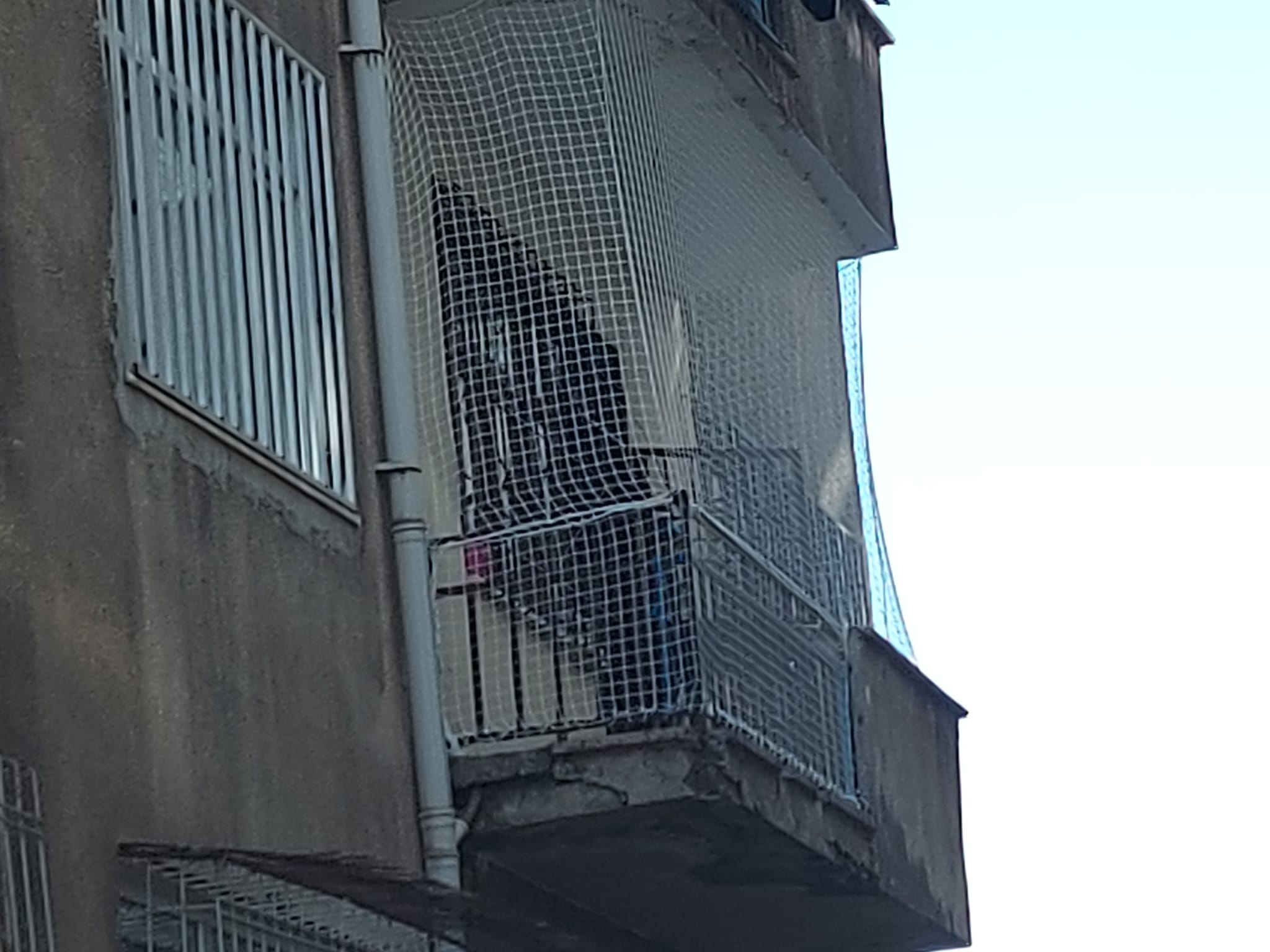 Kuş Filesi